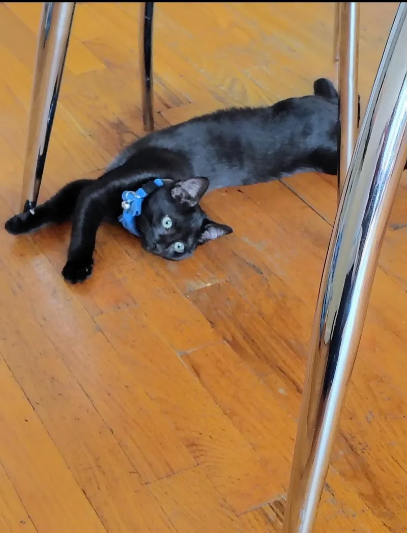 A young medium-sized male Black Domestic Short Hair cat named Obsidian for adoption in Bayonne, NJ