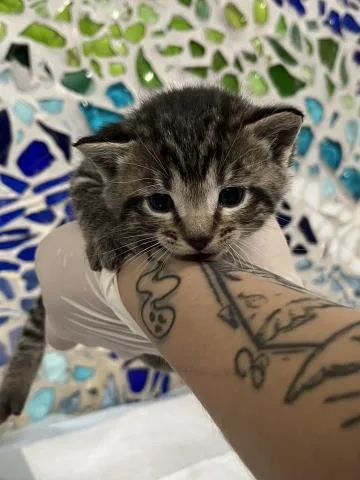 A baby small-sized male Domestic Short Hair cat named Pharoah for adoption in Pensacola, FL