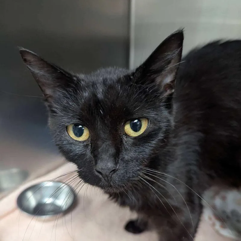 An adult medium-sized female Black Domestic Short Hair cat named Myrtle for adoption in Corydon, IN