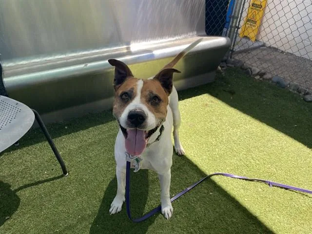 An adult large-sized male Labrador Retriever dog named Jack for adoption in Phoenix, AZ