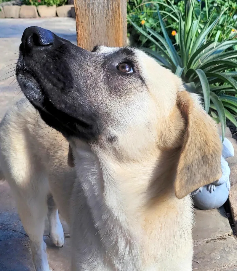 A baby large-sized female Yellow / Tan / Blond / Fawn Anatolian Shepherd dog named Darla for adoption in Chatham, NJ