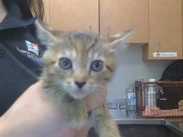 A baby small-sized female Domestic Short Hair cat named Syrah for adoption in Sacramento, CA