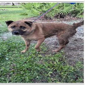 An adult medium-sized male Yellow / Tan / Blond / Fawn Chow Chow dog named Red for adoption in Tampa, FL