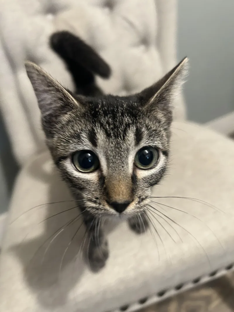 A baby small-sized female Domestic Short Hair cat named Savannah for adoption in Heyburn, ID