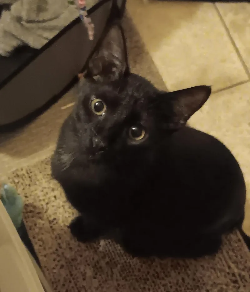 A baby small-sized male Black American Shorthair cat named Blackie for adoption in Laguna Beach, CA