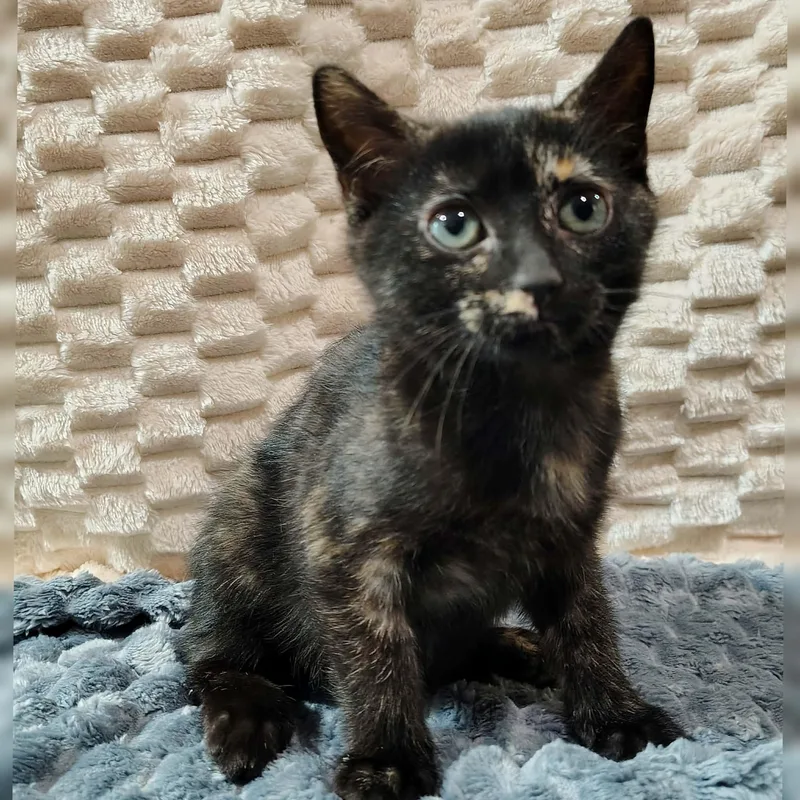A baby medium-sized female Tortoiseshell cat named Blanche for adoption in Ellaville, GA