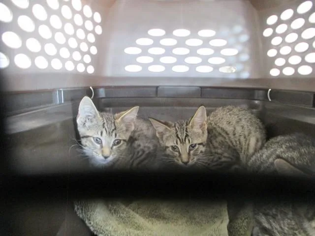 A baby small-sized male Domestic Short Hair cat named Liu Kang for adoption in Ocala, FL