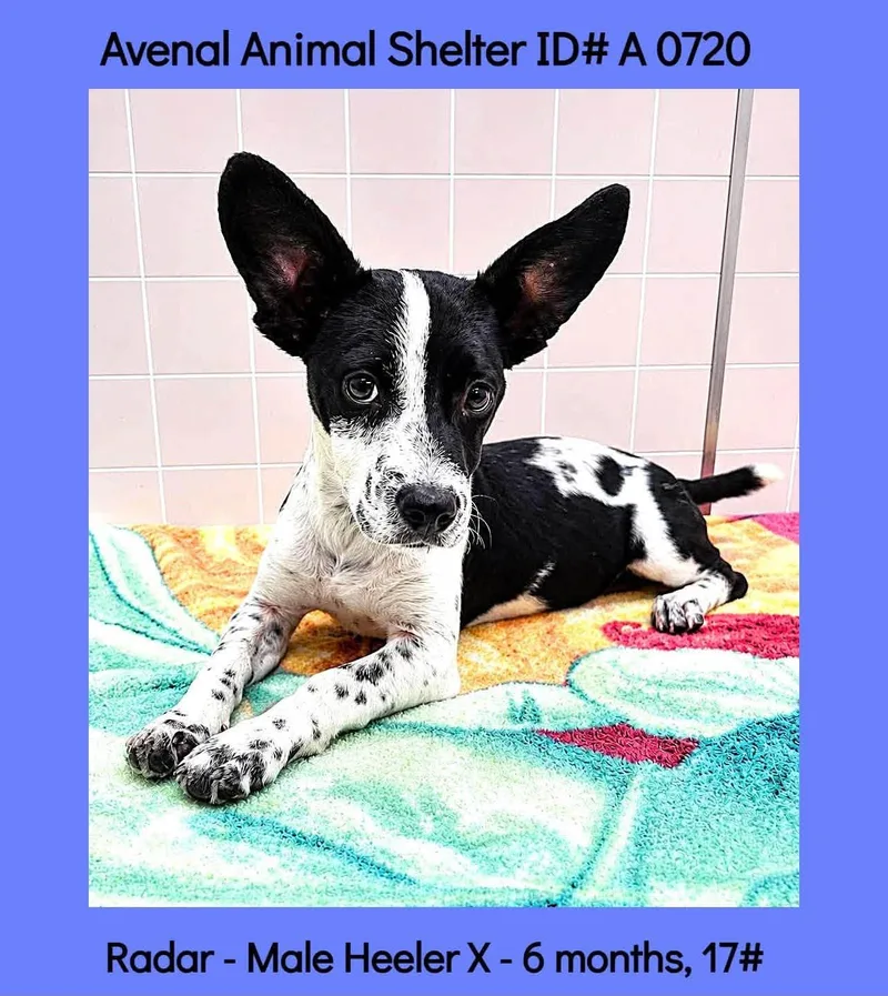 A young small-sized male Black Chihuahua dog named RAdar for adoption in Avenal, CA