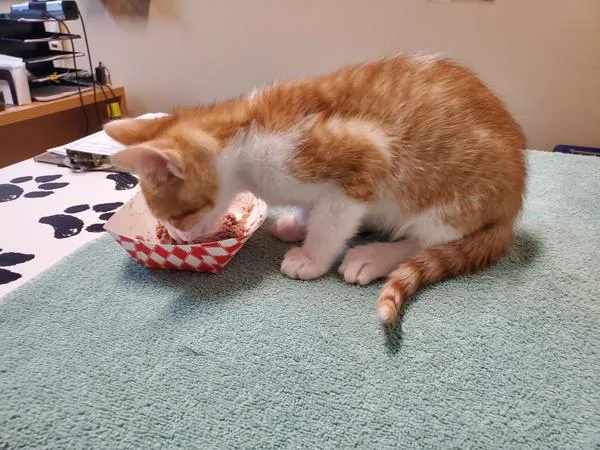 A baby medium-sized male Domestic Short Hair cat named Cassius for adoption in Oceanside, CA
