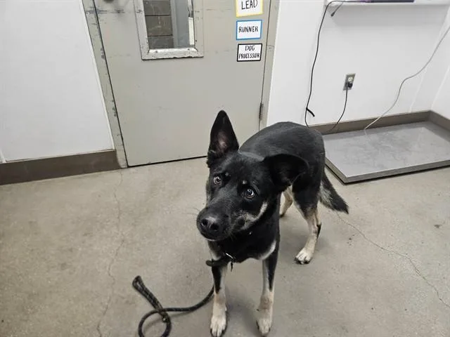 An adult small-sized male German Shepherd Dog dog named Kenmore for adoption in Tucson, AZ