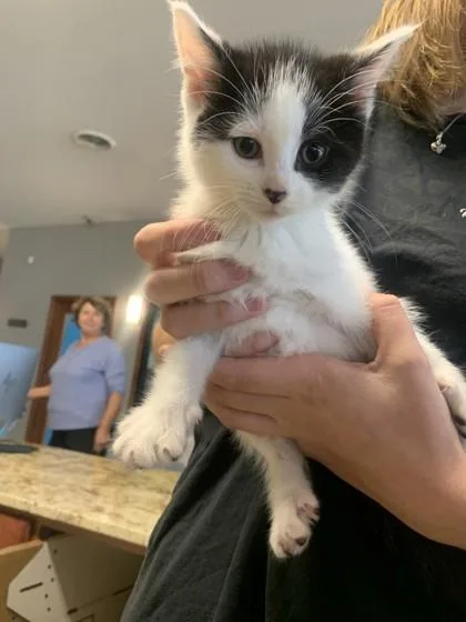A baby small-sized female Domestic Short Hair cat named Santana for adoption in Pequot Lakes, MN