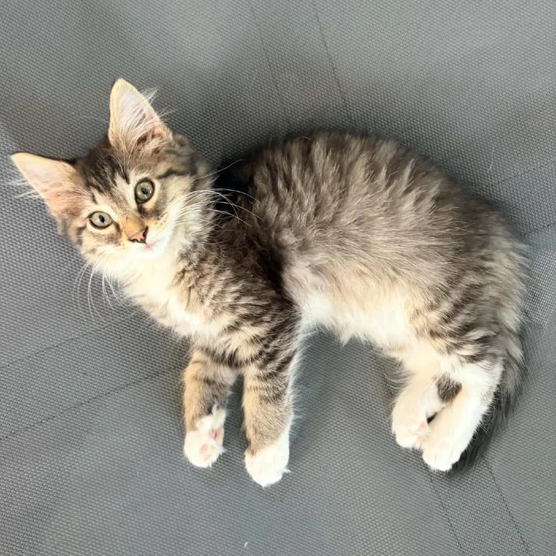 A baby small-sized male Brown / Chocolate Domestic Long Hair cat named Sting for adoption in Prairie du Chien, WI