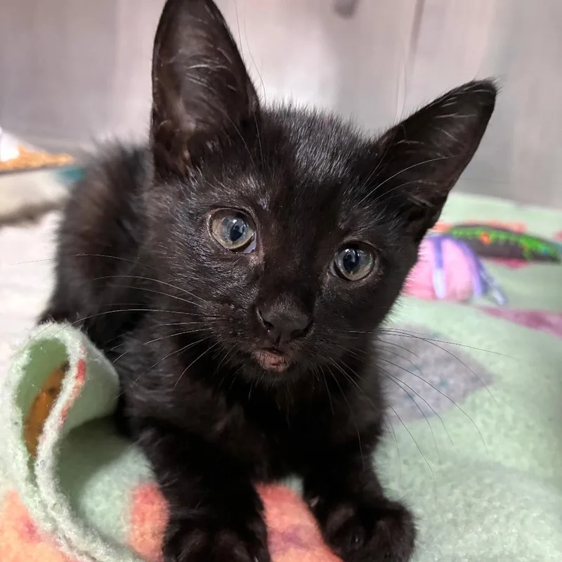 A baby small-sized female Black Domestic Short Hair cat named Letty for adoption in Pensacola, FL