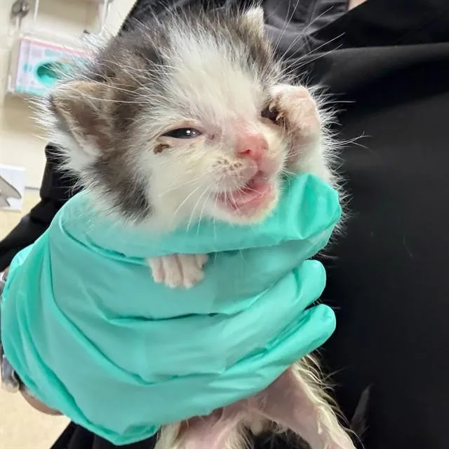 A baby small-sized male Domestic Short Hair cat named Pickles for adoption in Riverside, CA