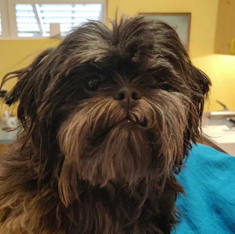 An adult medium-sized male Shih Tzu dog named Winston for adoption in Eastsound, WA