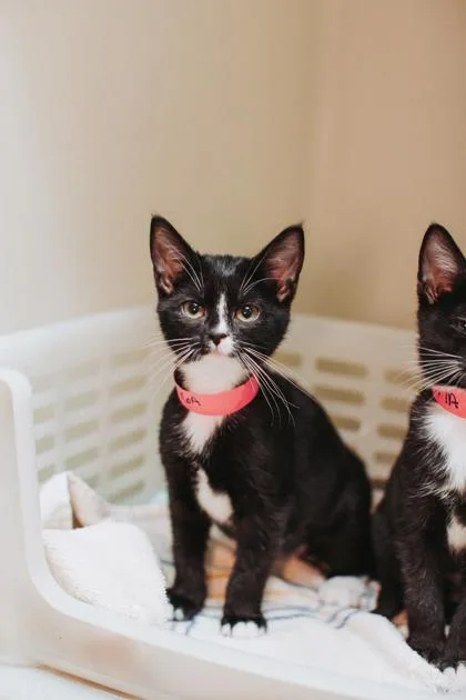A baby small-sized female Domestic Short Hair cat named a Cookie Petco West for adoption in North Charleston, SC