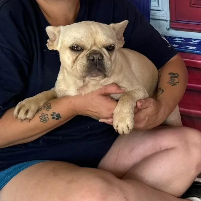 A young small-sized female French Bulldog dog named Harlow for adoption in Oak Bluffs, MA