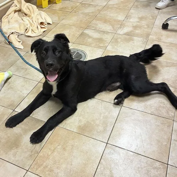A young large-sized male Mixed Breed dog named Bobert for adoption in Troutdale, OR