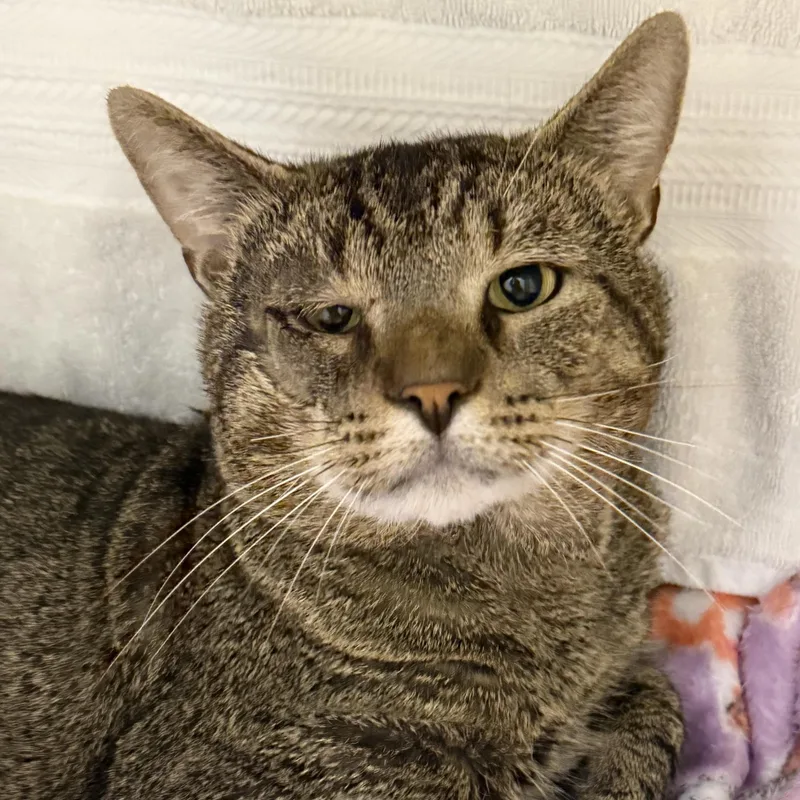 An adult large-sized male Tabby (Brown / Chocolate) Domestic Short Hair cat named TRex for adoption in Cooperstown, NY