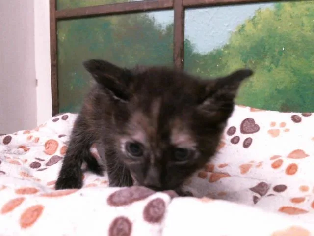 A baby small-sized female Domestic Short Hair cat named Trina for adoption in Houston, TX