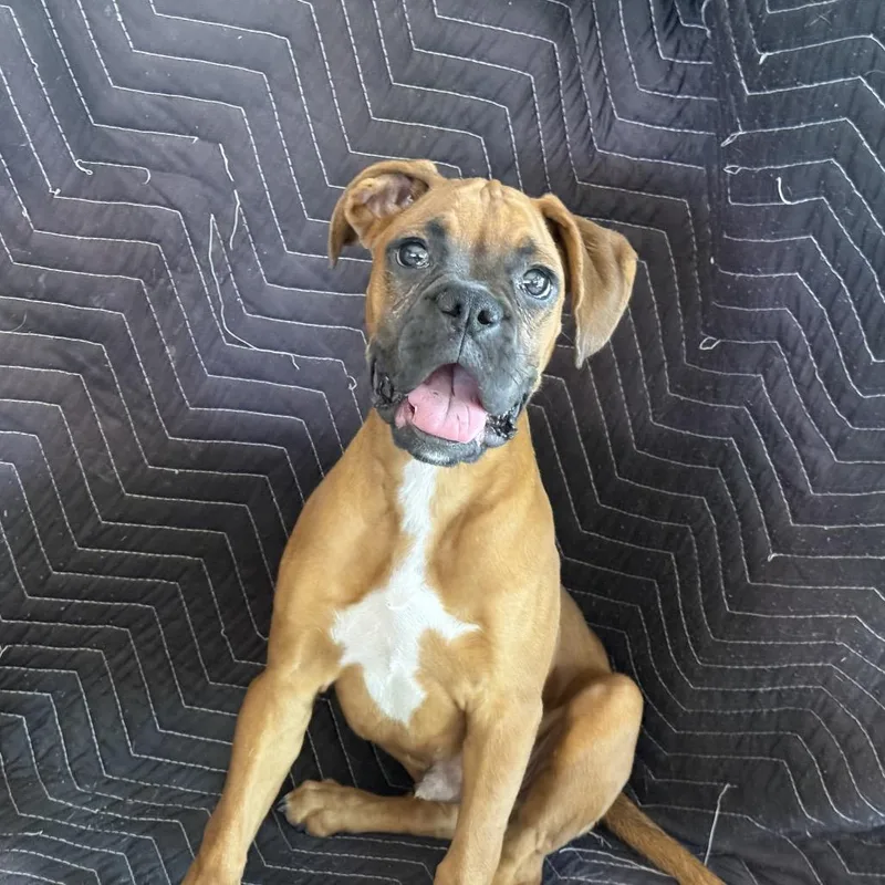 A baby medium-sized male Brown / Chocolate Boxer dog named Clay for adoption in San Diego, CA