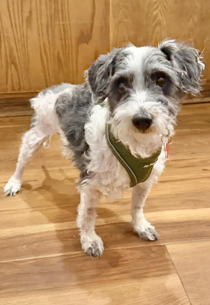 A young small-sized male Miniature Schnauzer dog named Ash for adoption in Boulder, CO