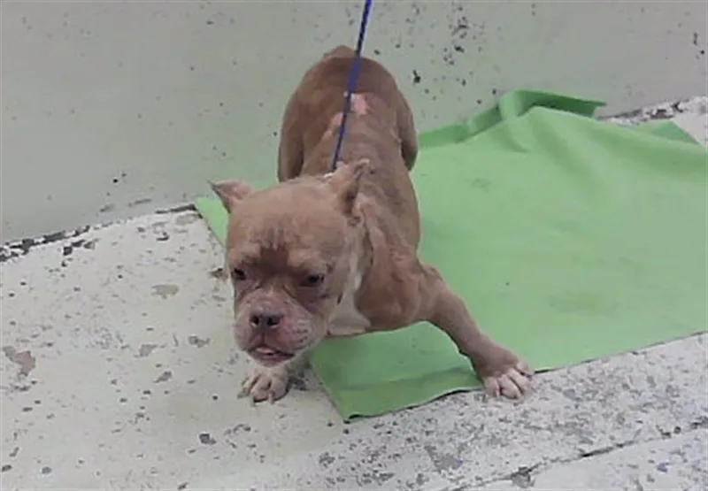 An adult medium-sized female French Bulldog dog named A for adoption in Houston, TX
