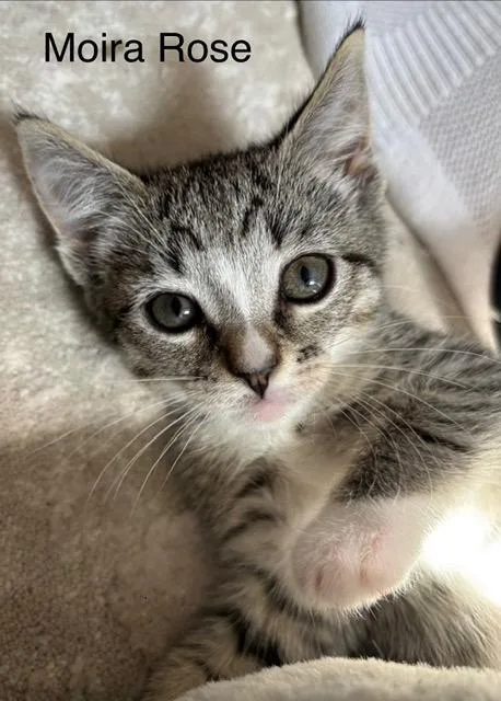 A baby medium-sized female Domestic Short Hair cat named A Moyra Rose for adoption in Windsor, CT