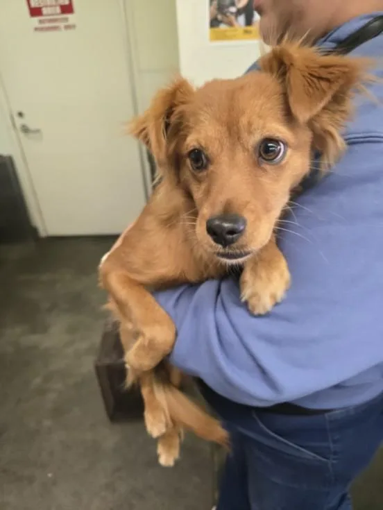 A young small-sized male Chihuahua dog named Terry for adoption in Los Angeles, CA