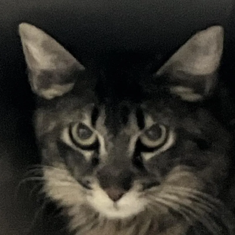 An adult medium-sized female Black Domestic Short Hair cat named Queda for adoption in Las Cruces, NM