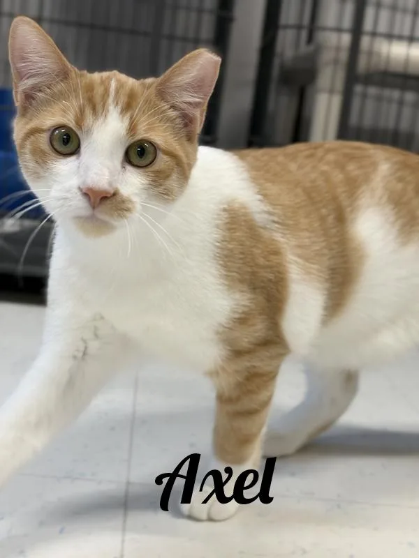 A young medium-sized male Orange & White Domestic Short Hair cat named Axel for adoption in Manistee, MI