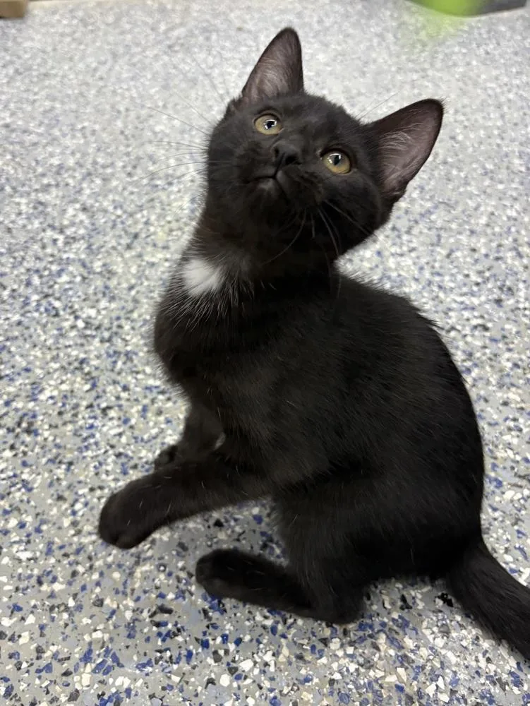 A baby small-sized male Black Domestic Short Hair cat named Michael Banks for adoption in Mishawaka, IN