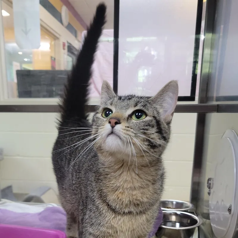 An adult medium-sized female Brown / Chocolate Domestic Short Hair cat named Romy for adoption in Plover, WI