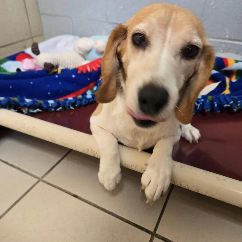 A senior medium-sized female Tricolor (Brown, Black, & White) Beagle dog named Meryl for adoption in West Branch, MI