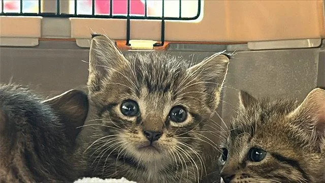 A baby small-sized male Brown / Chocolate Domestic Short Hair cat named Poof for adoption in Tavares, FL