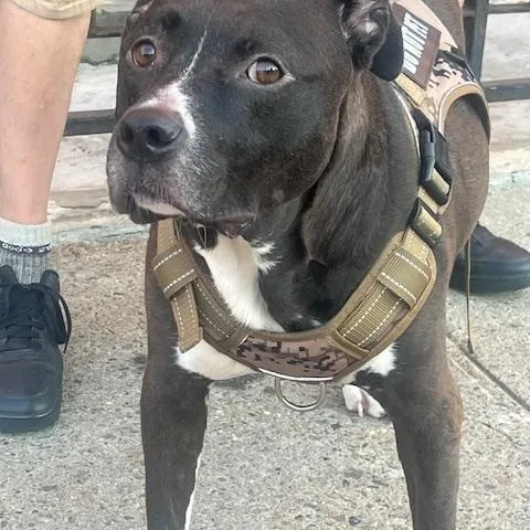 Babyjojo thumbnail 2