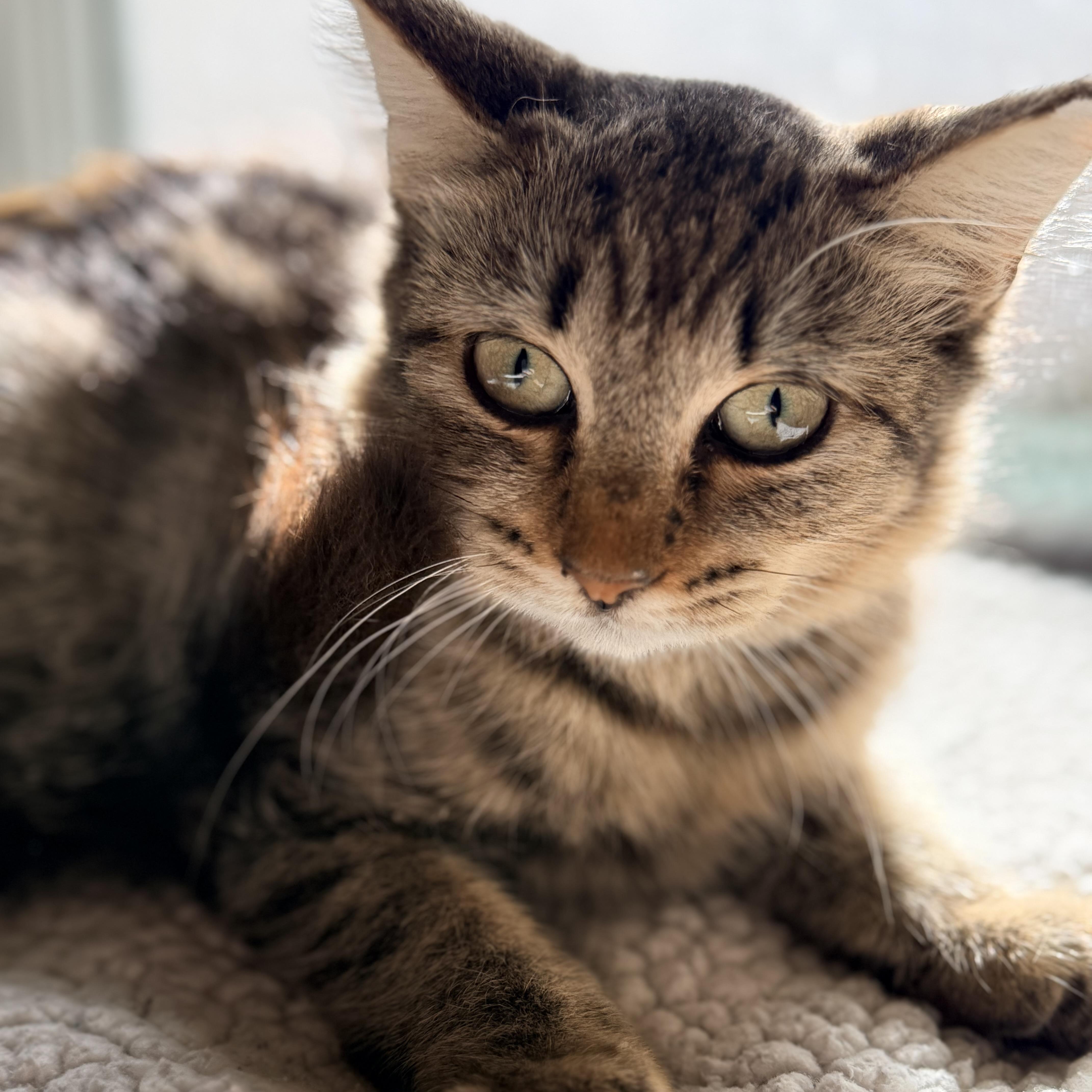A baby small-sized female Tabby (Brown / Chocolate) Domestic Medium Hair cat named Bella for adoption in Liverpool, TX