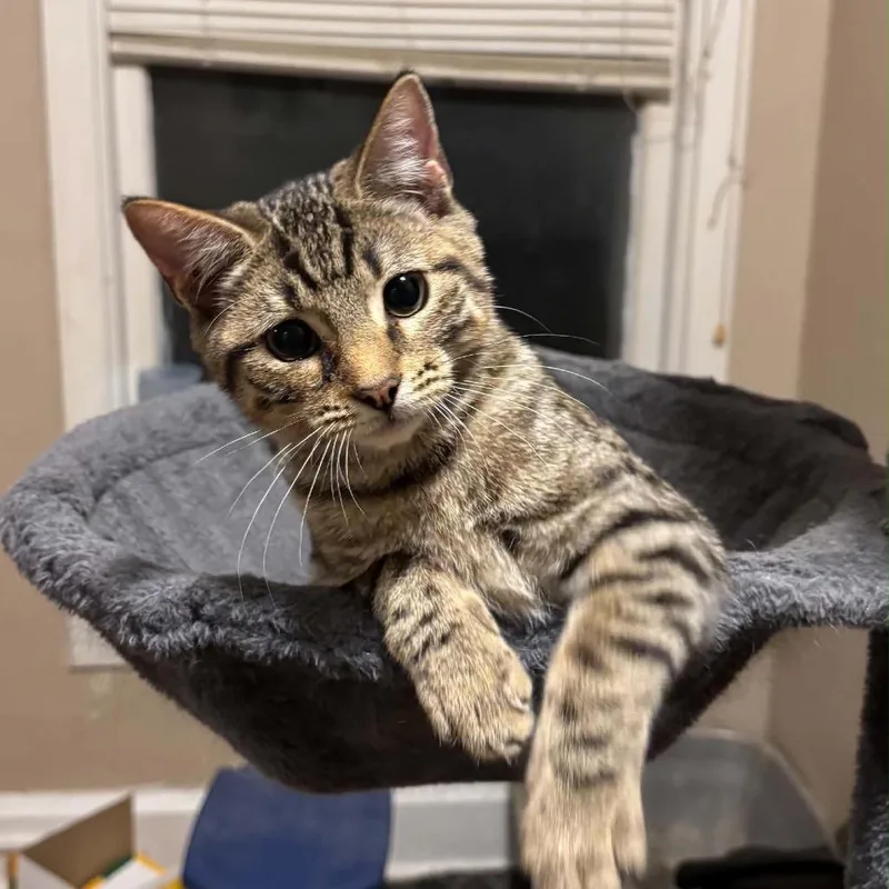 A baby small-sized female Brown / Chocolate Domestic Short Hair cat named Vivec for adoption in Inwood, WV