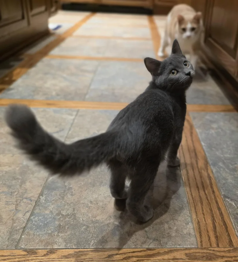 A baby medium-sized male Gray / Blue / Silver Domestic Short Hair cat named Rocky for adoption in Leesburg, VA