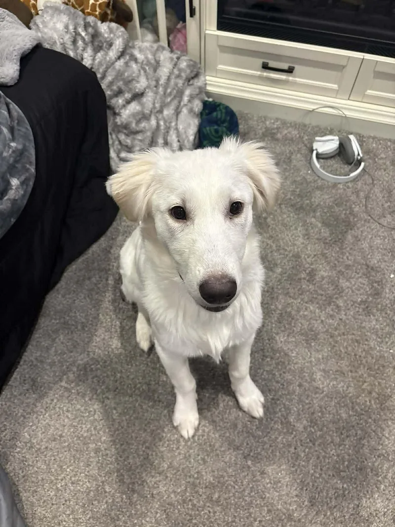 A young large-sized female Great Pyrenees dog named Ariel for adoption in Bountiful, UT