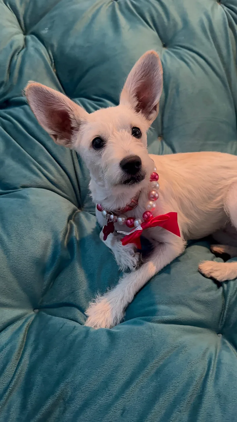 A baby small-sized female West Highland White Terrier / Westie dog named Penelope for adoption in Littlerock, CA