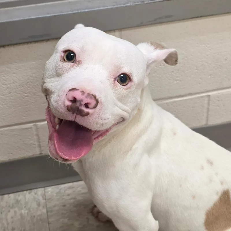 An adult medium-sized male White / Cream Pit Bull Terrier dog named India for adoption in Chatham, VA