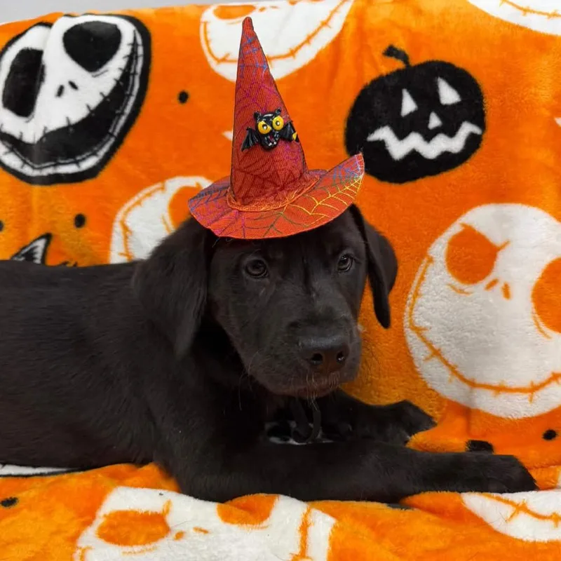 A baby large-sized male Black Labrador Retriever dog named Lambo for adoption in Watertown, NY