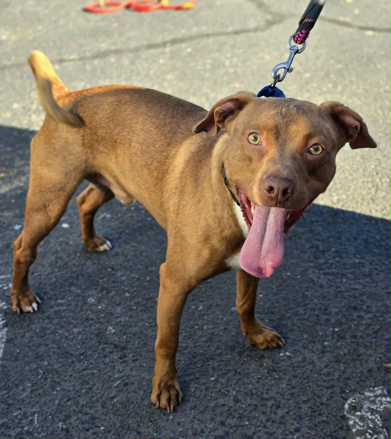 An adult medium-sized male Yellow / Tan / Blond / Fawn Pit Bull Terrier dog named Simba for adoption in Grants Pass, OR