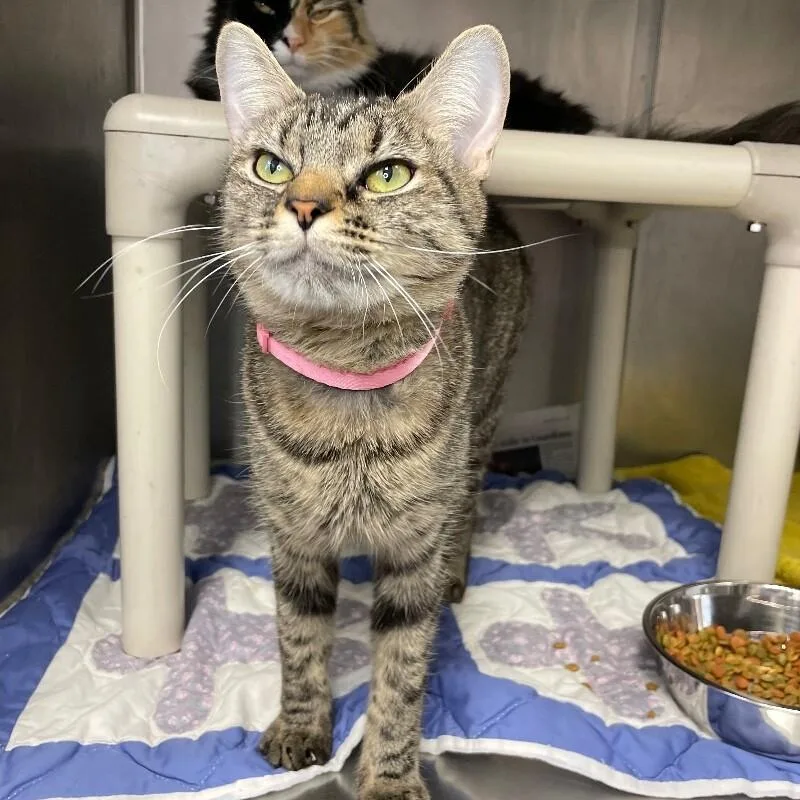 An adult medium-sized female Domestic Short Hair cat named Sophie for adoption in Roanoke, VA