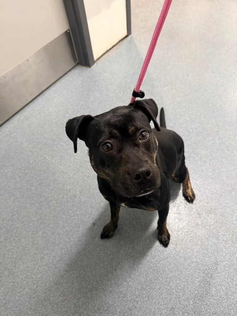 A baby large-sized female Mixed Breed dog named Princess for adoption in Sapulpa, OK