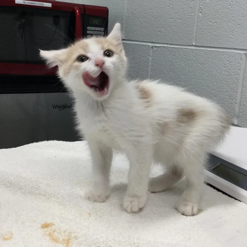 A baby small-sized male White Domestic Short Hair cat named Bandit for adoption in Marshall, VA