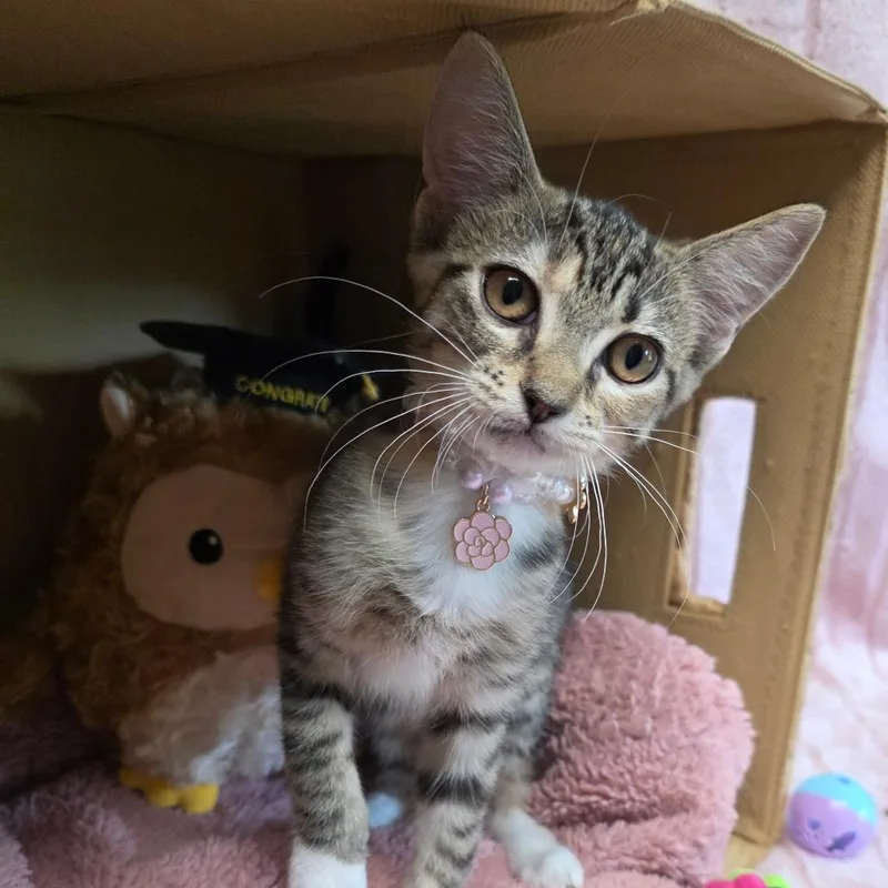 A baby medium-sized female Torbie American Shorthair cat named Tilly for adoption in Wiggins, MS