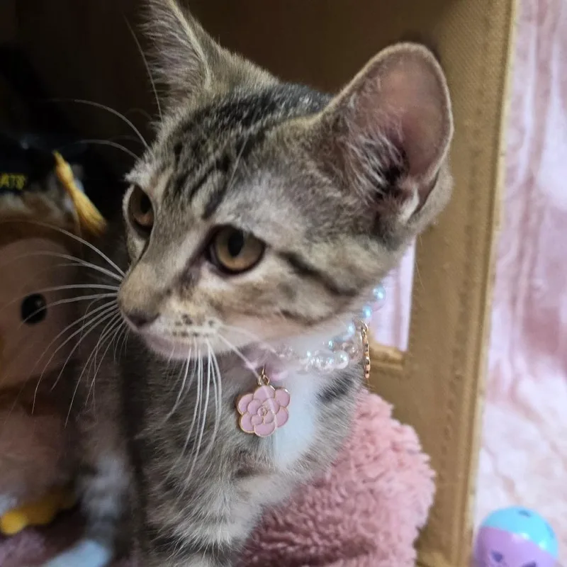 Tilly thumbnail 2