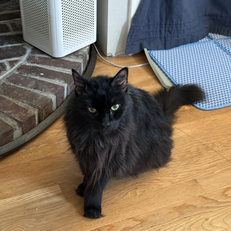 A senior medium-sized male Black Domestic Medium Hair cat named Oliver for adoption in Canton, MA
